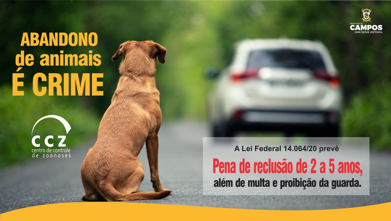 Verão requer atenção redobrada com pets; abandono e negligência configuram crime