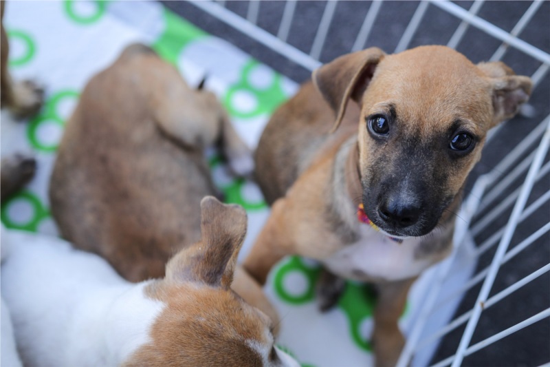 Casos de maus tratos a animais aumenta 12% em Campos