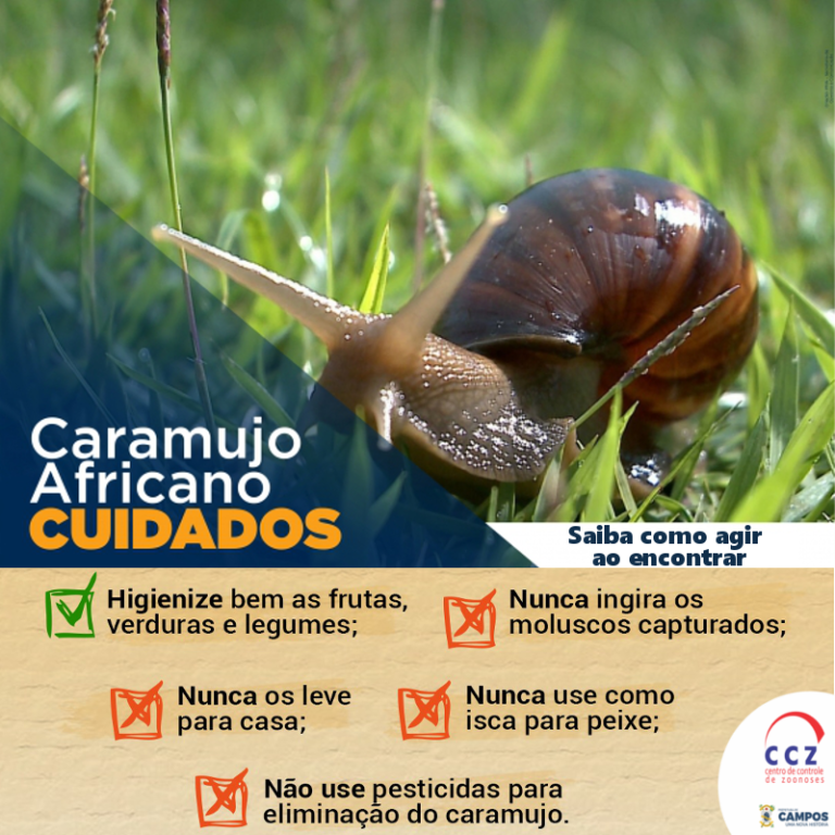 Caramujo africano: Saiba como agir ao encontrar esse molusco - Portal ...