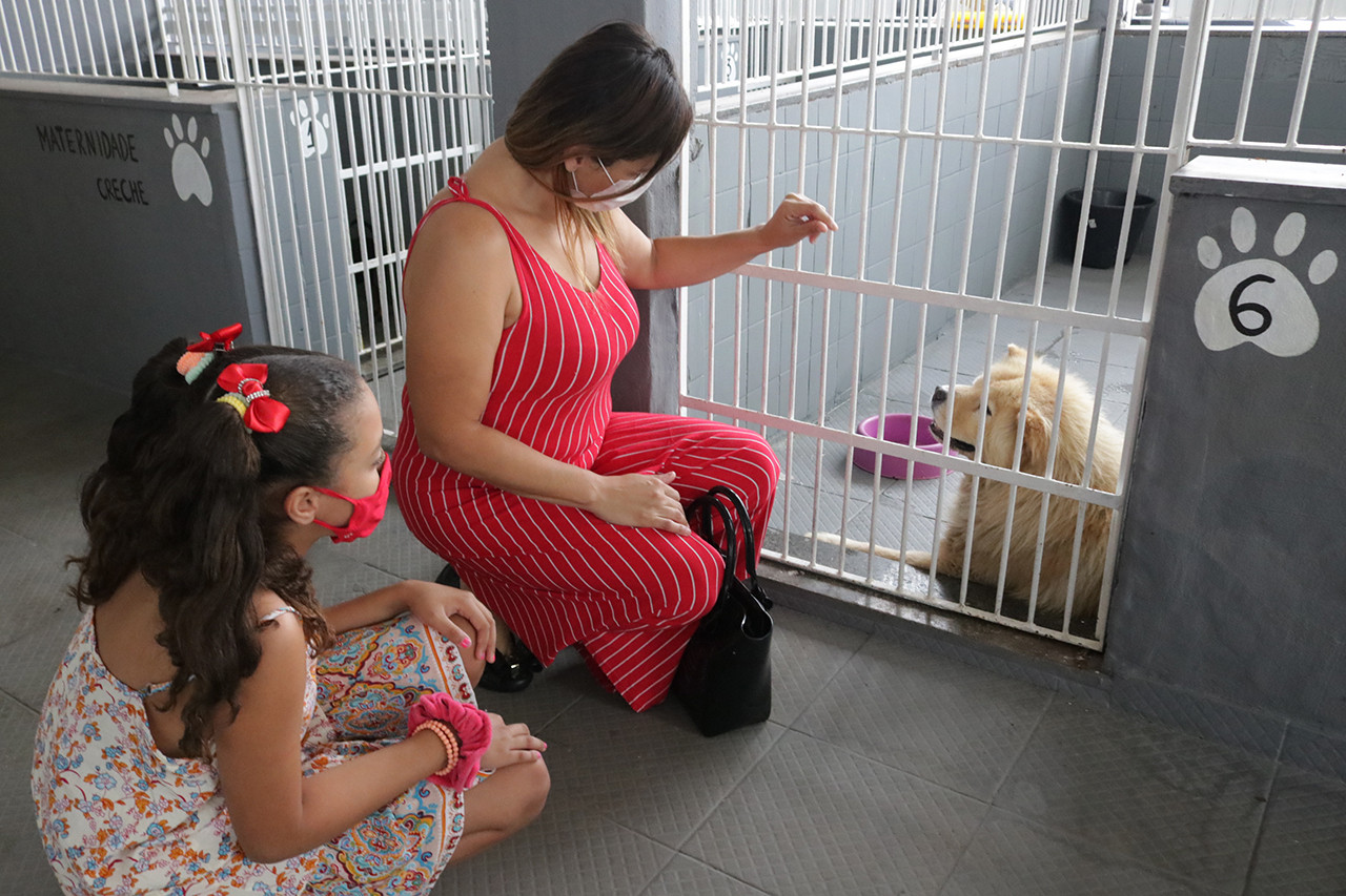 Canil do CCZ com quase 40 animais, entre cães e gatos, disponíveis para adoção