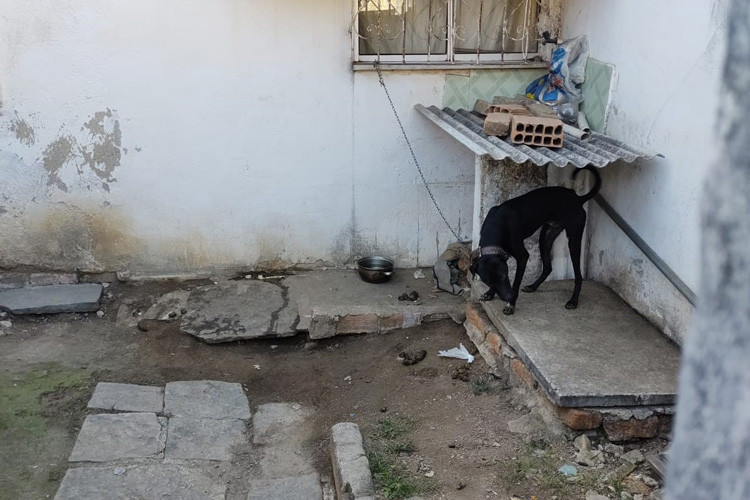 Animal vítima de maus-tratos é resgatado pelo CCZ no bairro Pecuária