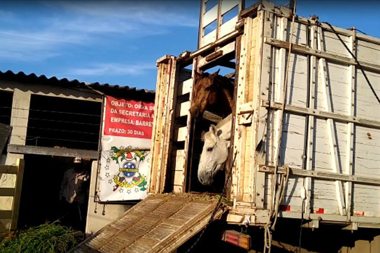 Cerca de 480 animais de grande porte foram apreendidos desde janeiro deste ano