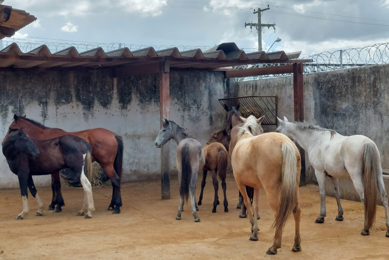 CCZ segue apreendendo nas ruas animais de pequeno e grande porte