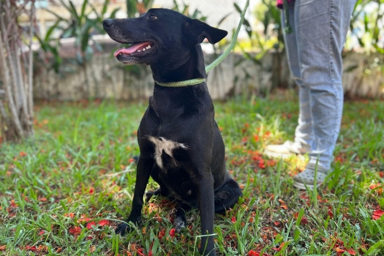 Mais de 40 animais, entre cães e gatos, disponíveis para adoção no CCZ