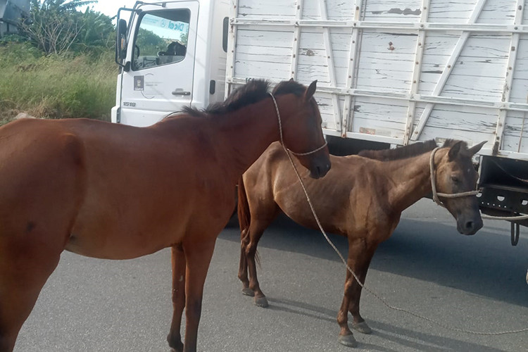 CCZ reforça alerta para riscos de acidentes com animais soltos em vias públicas