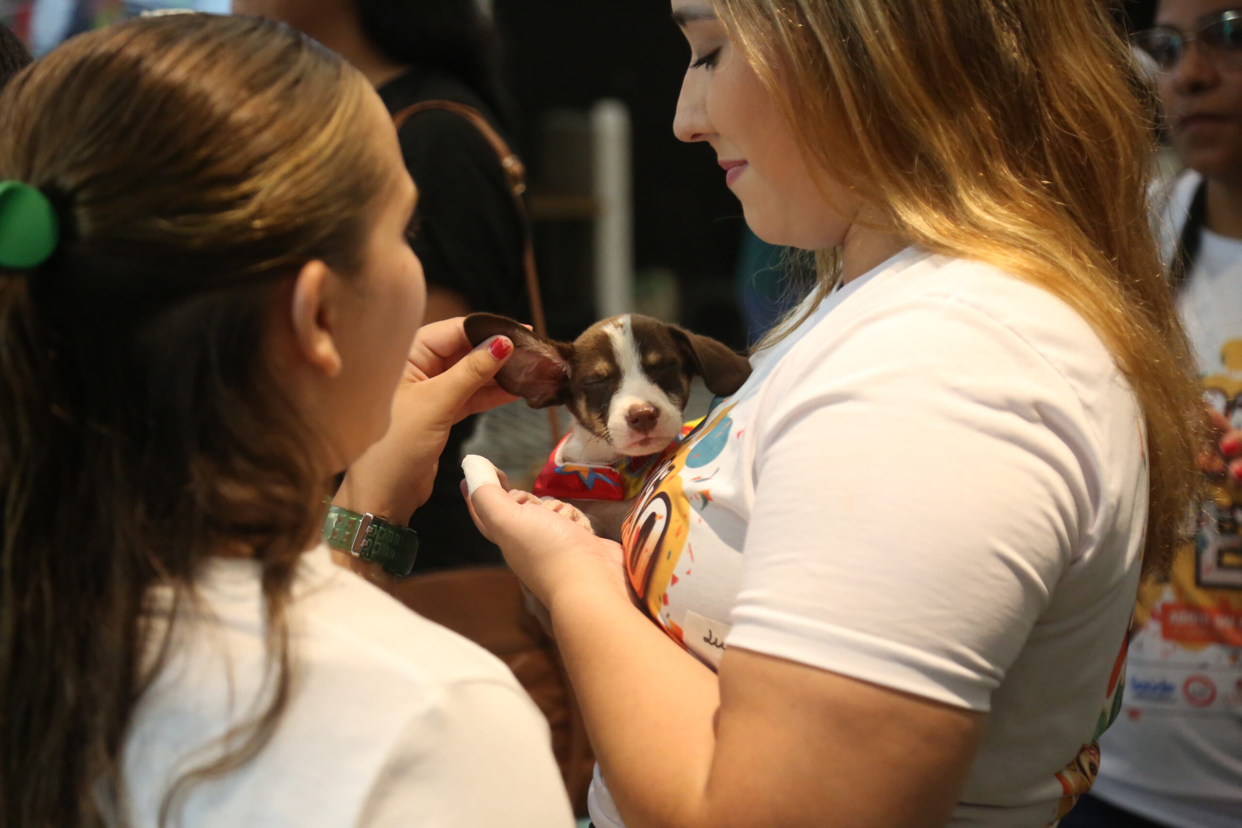 Feira de adoção e vacinação antirrábica do CCZ sábado e domingo no Partage Campos