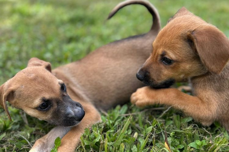 Adote um Amigo de 4 Patas: feira de adoção e vacinação de volta ao Partage
