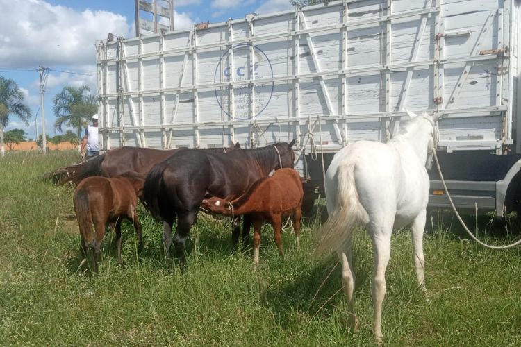 Sete animais soltos em vias públicas são recolhidos pelo CCZ