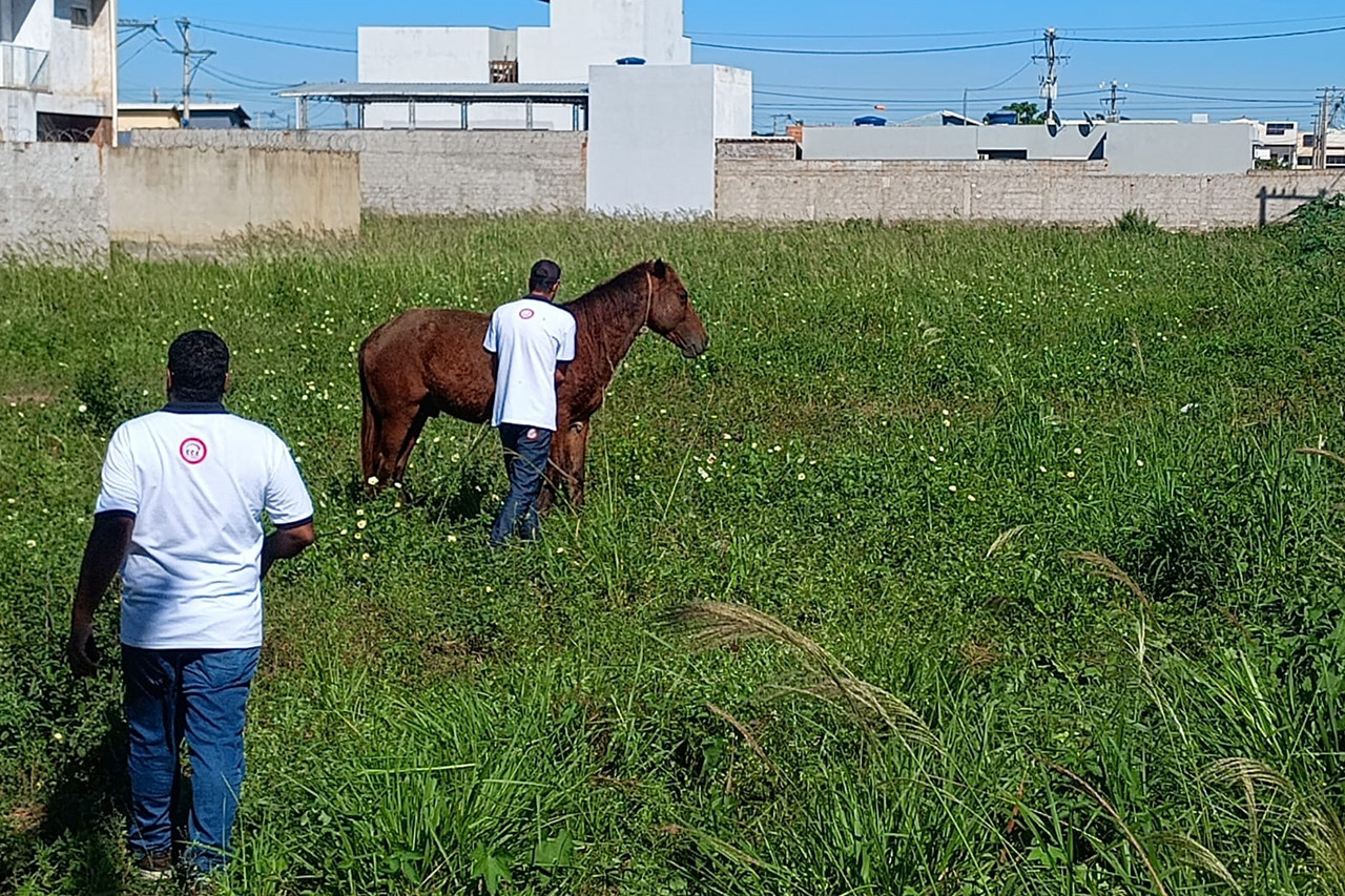 Seis animais soltos em vias públicas recolhidos pelo CCZ nesta quinta-feira