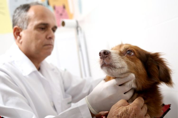 CCZ reforça a importância do Novembro Azul no cuidado com a saúde dos pets