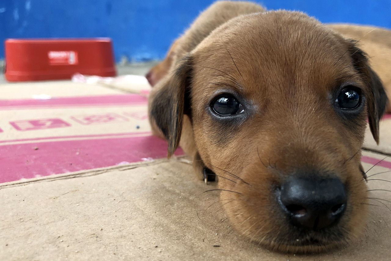 CCZ abre inscrição para castração de cães e gatos de 13 novos bairros