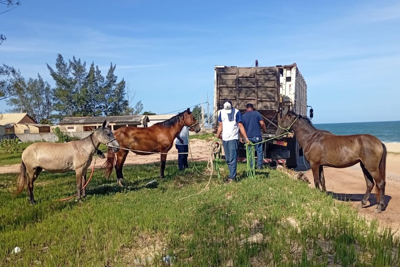 CCZ apreendeu mais de 350 animais de grande porte entre 2025 e março deste ano