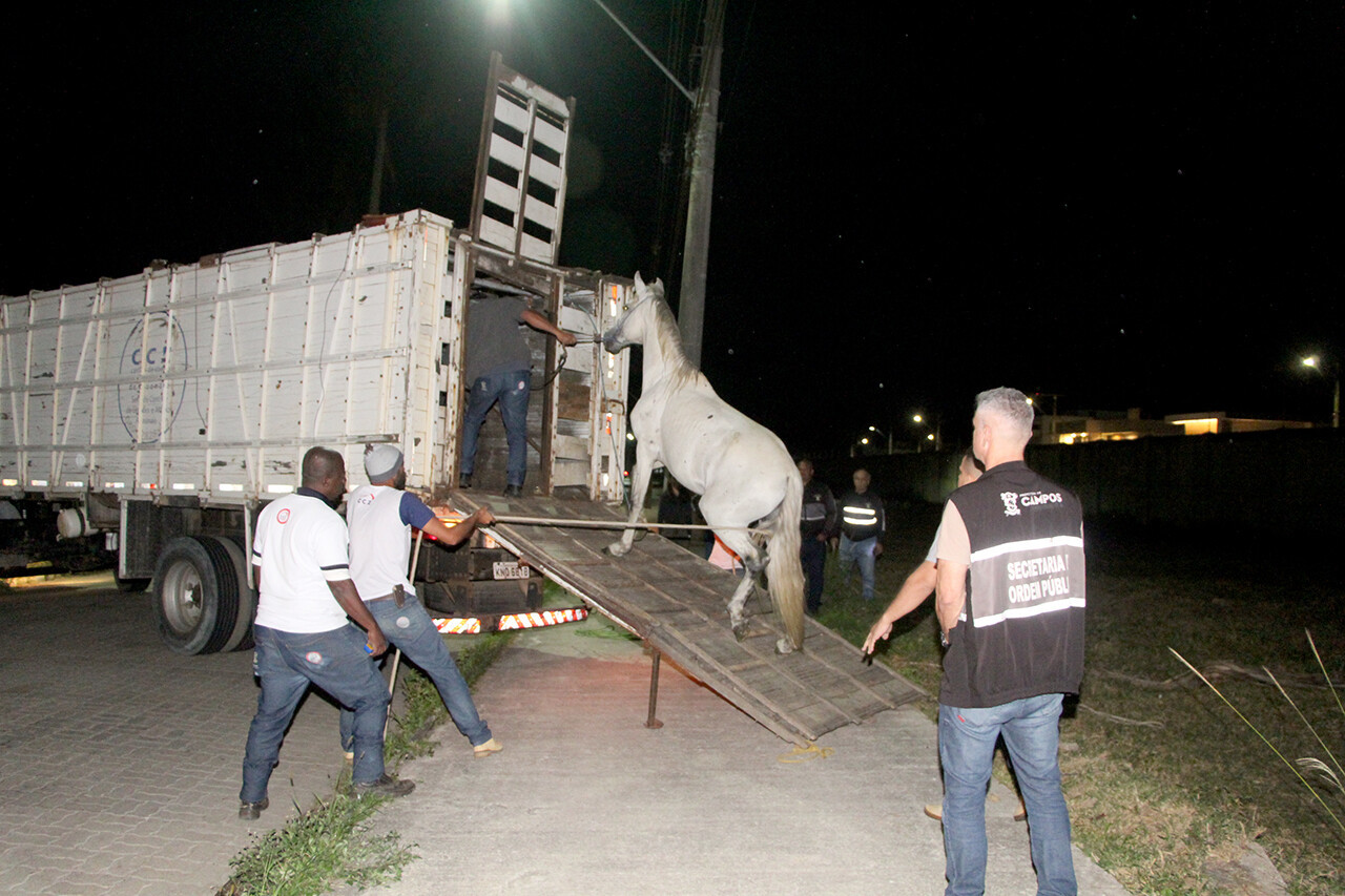 CCZ intensifica fiscalização contra criações irregulares de animais de grande porte