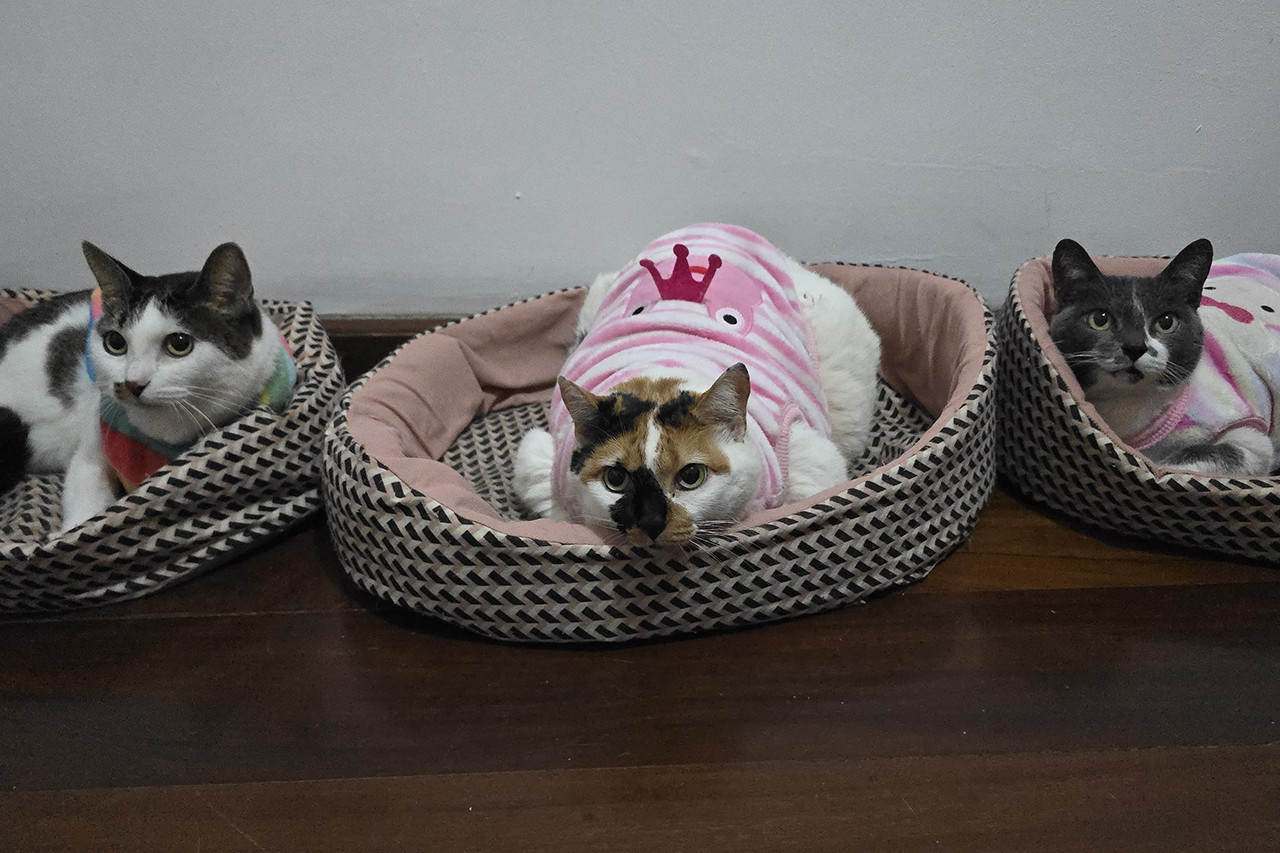 Inverno: Cães e gatos merecem atenção durante clima frio e tempo seco