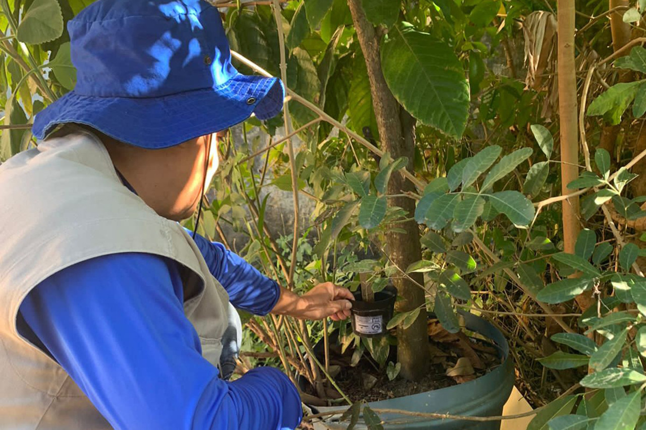 “Ovitrampas”: CCZ inicia nova ação de captura e eliminação do Aedes aegypti