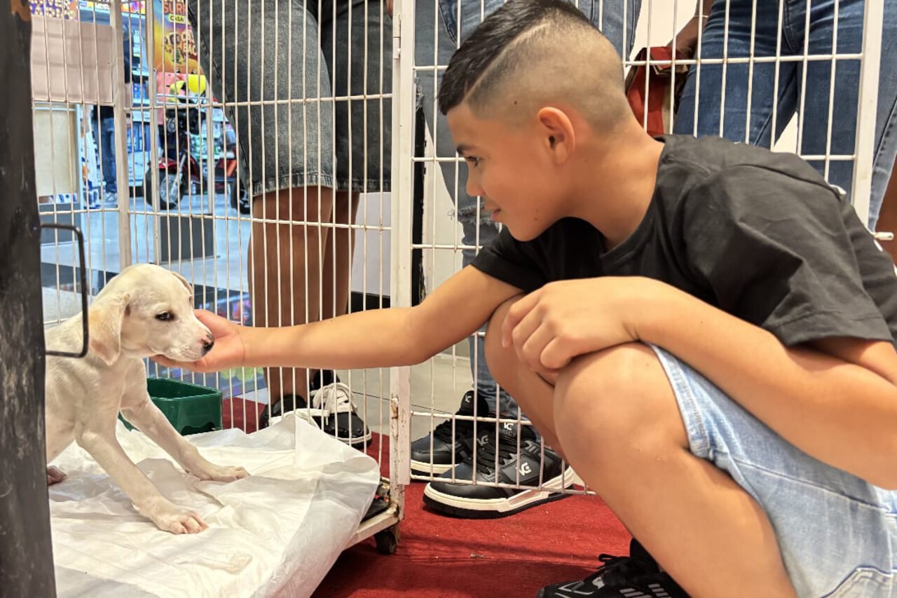 Feira de Adoção Pet do CCZ atraiu mais de 4 mil visitantes no fim de semana