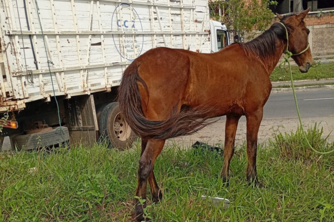 Mais de 160 animais de grande porte já foram recolhidos pelo CCZ desde janeiro